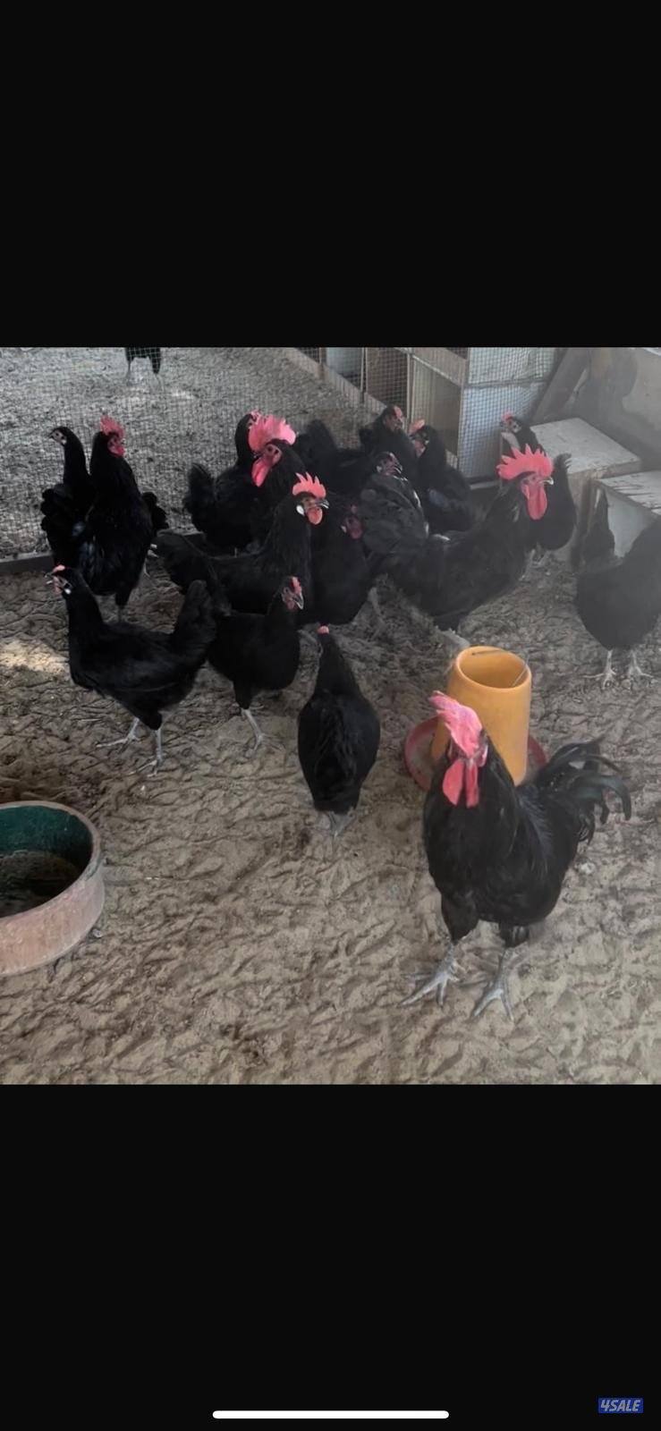 دجاج عراقي جامبو0