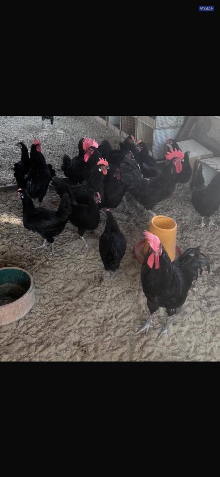 دجاج عراقي جامبو2