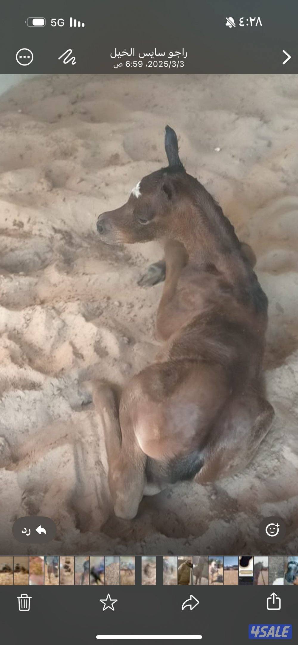 خيل شو للبيع ظغط عالي1