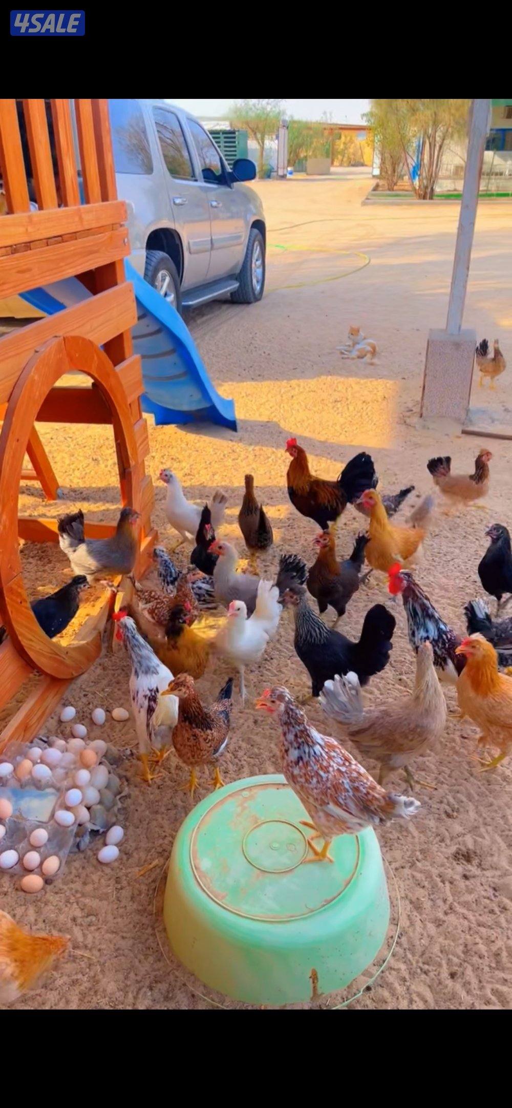 للبيع بيض عربي الكرتون اب دينار ونص1