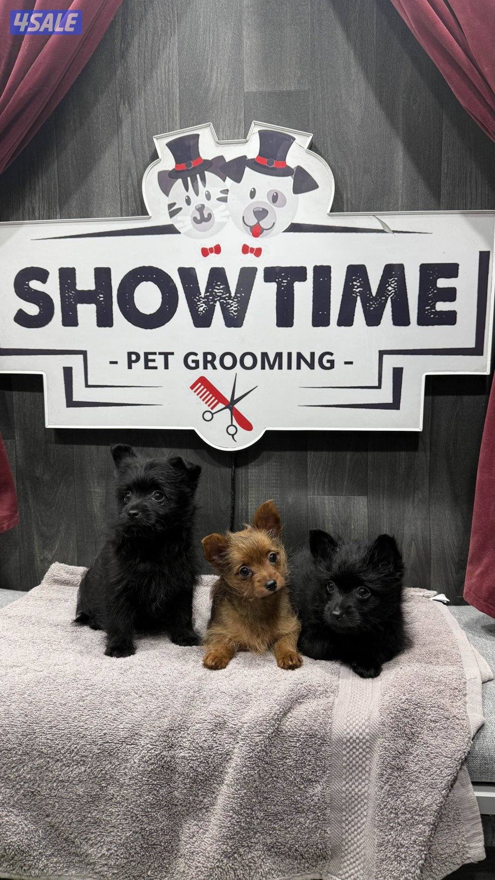 للبيع ثلاث كلاب ذكرين وأنثى النوع بومرينان ويورك شاير للتواصل واتساب0