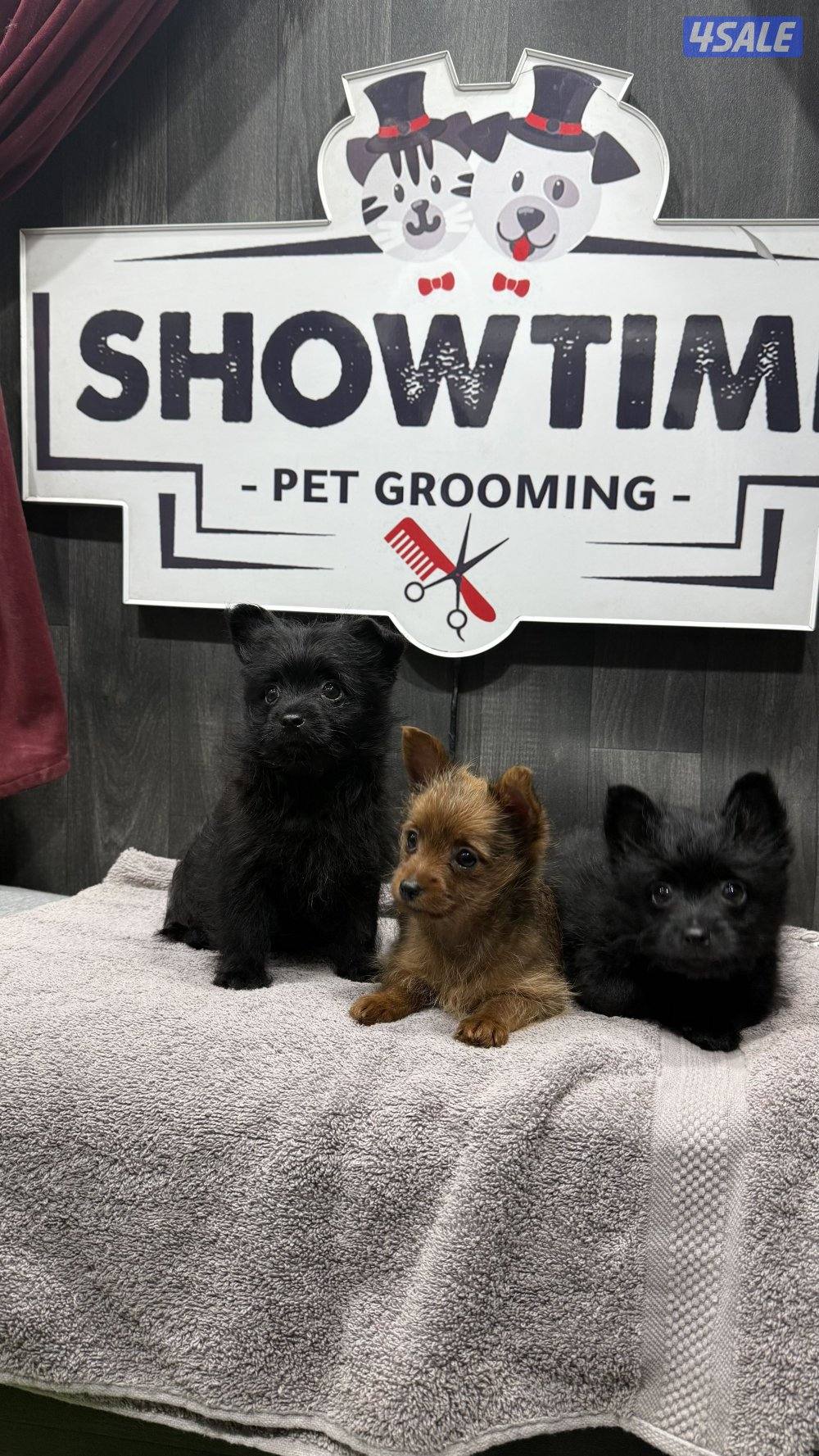 للبيع ثلاث كلاب ذكرين وأنثى النوع بومرينان ويورك شاير للتواصل واتساب1