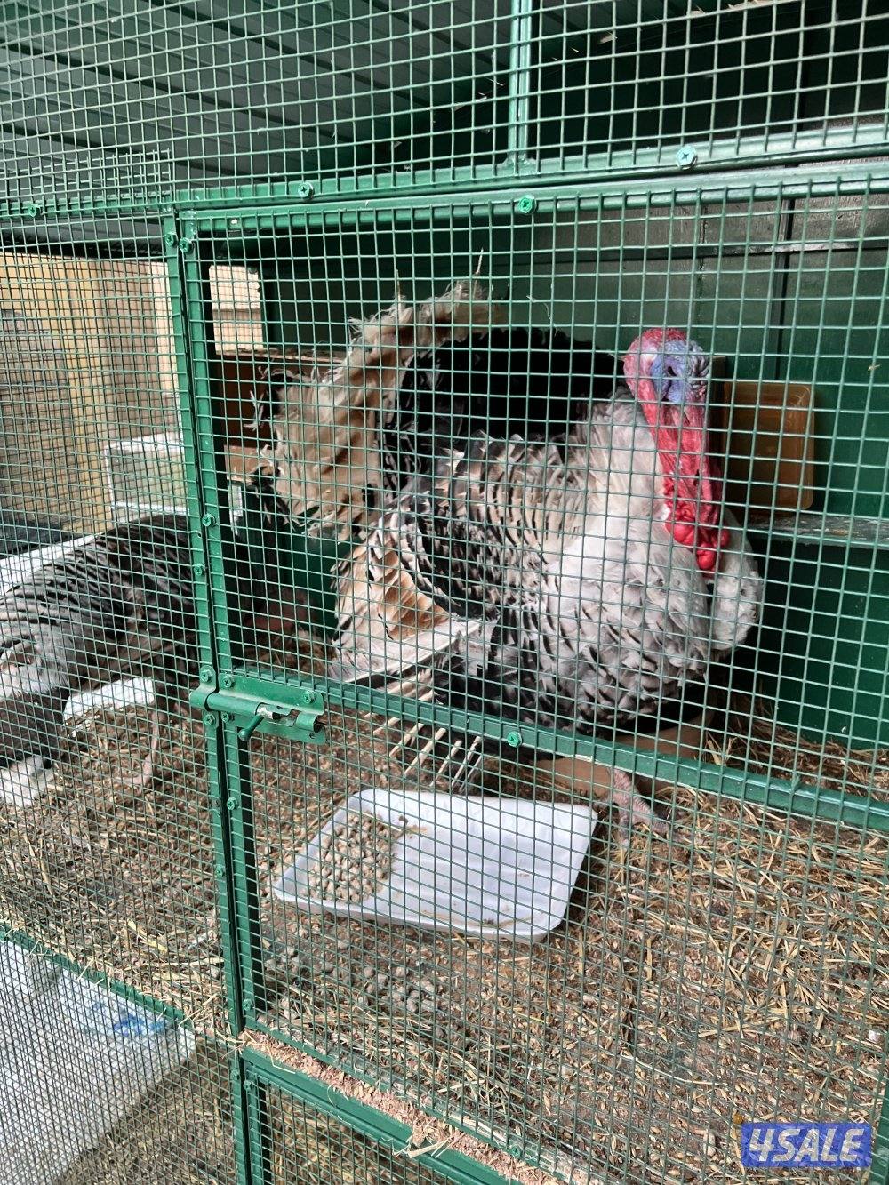 للبيع رومي بياض ديك ودجاجه بصحه ممتازه السعر291