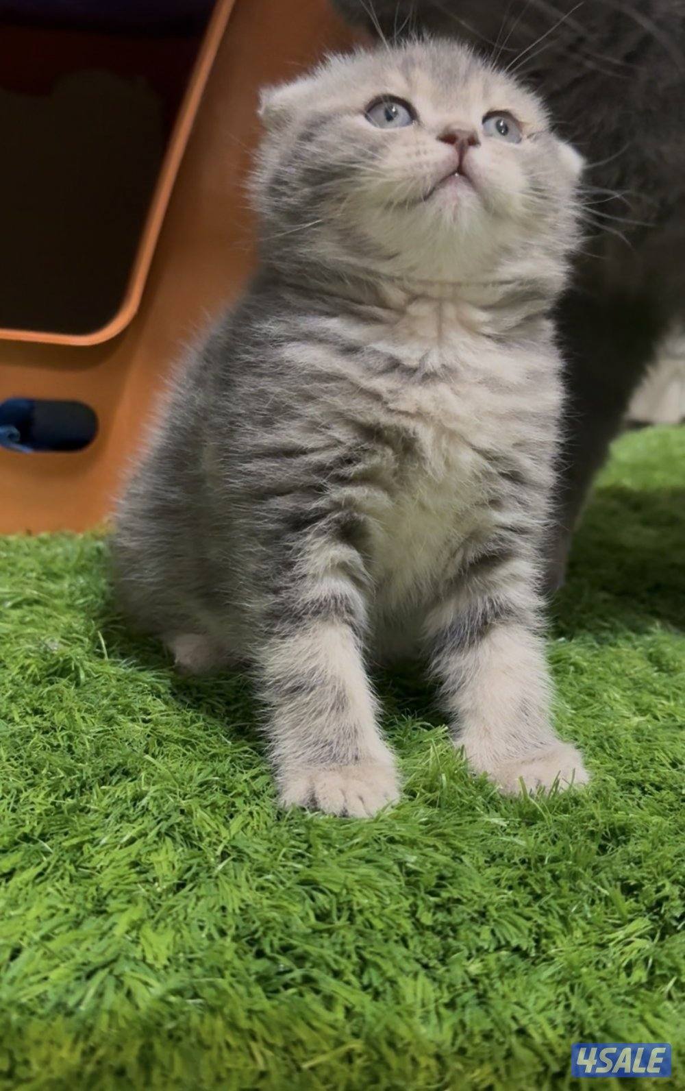 Scottish fold kittens0