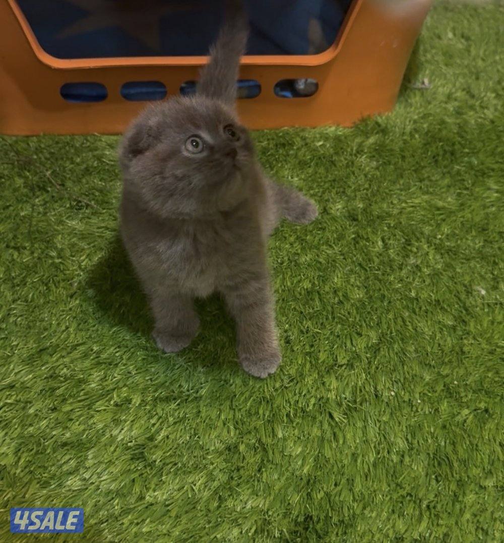 Scottish fold kittens1