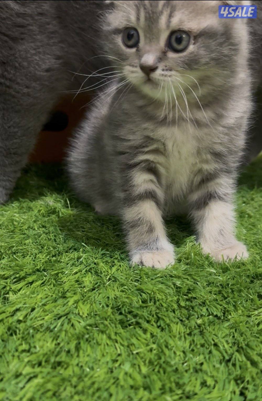 Scottish fold kittens2