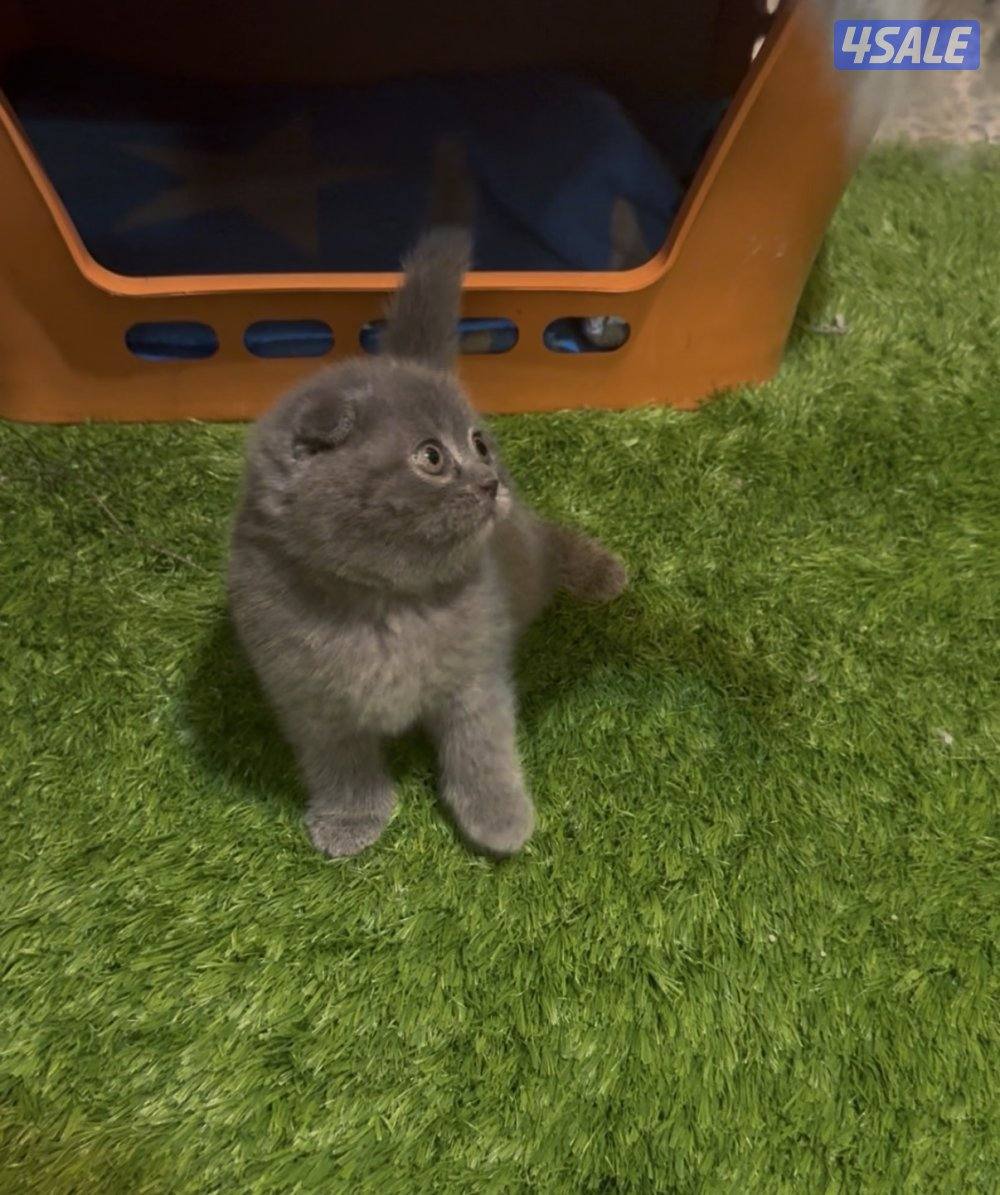 Scottish fold kittens3