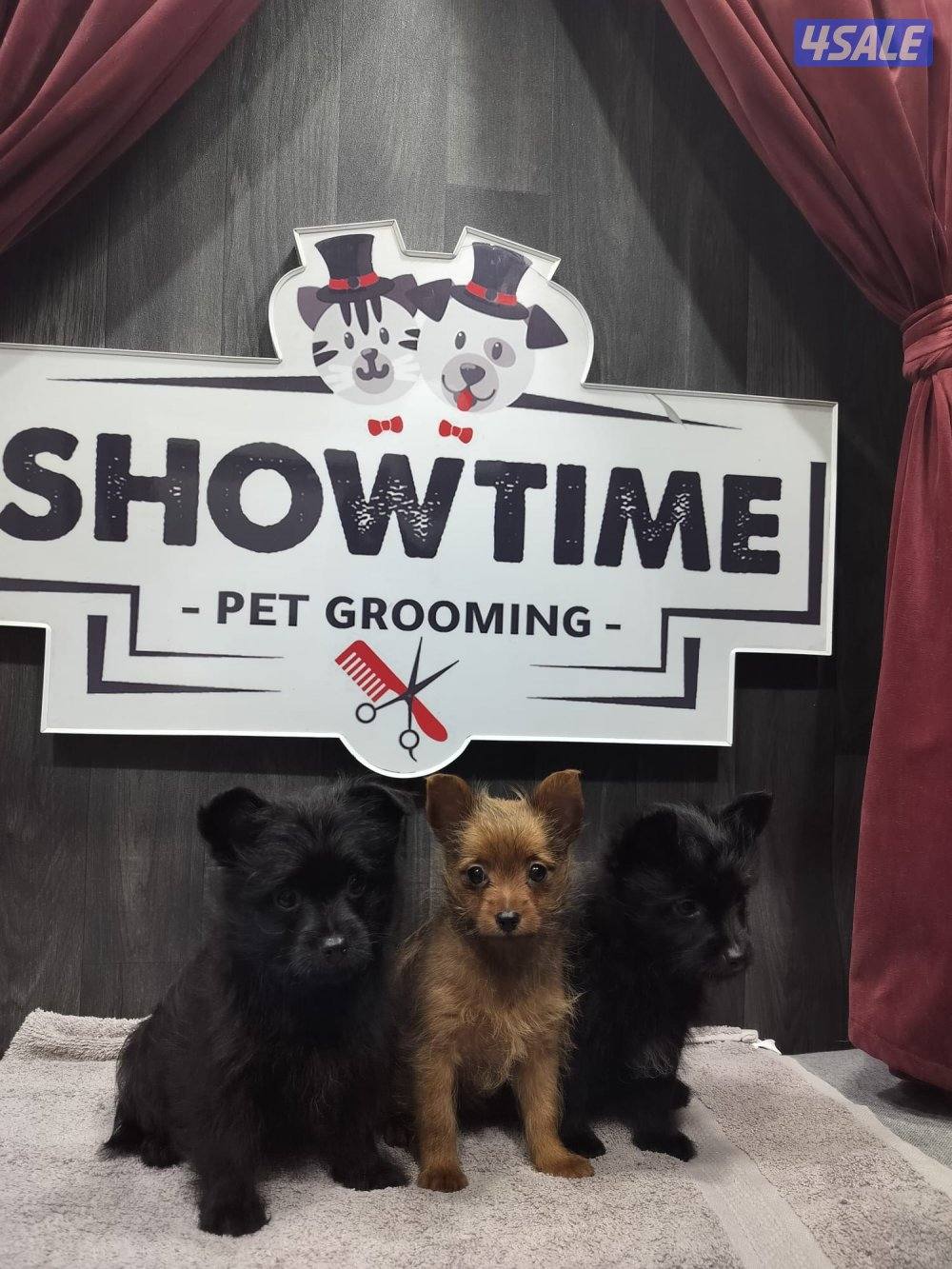 للبيع ثلاث كلاب ذكرين وأنثى النوع بومرينان ويورك شاير للتواصل واتساب2