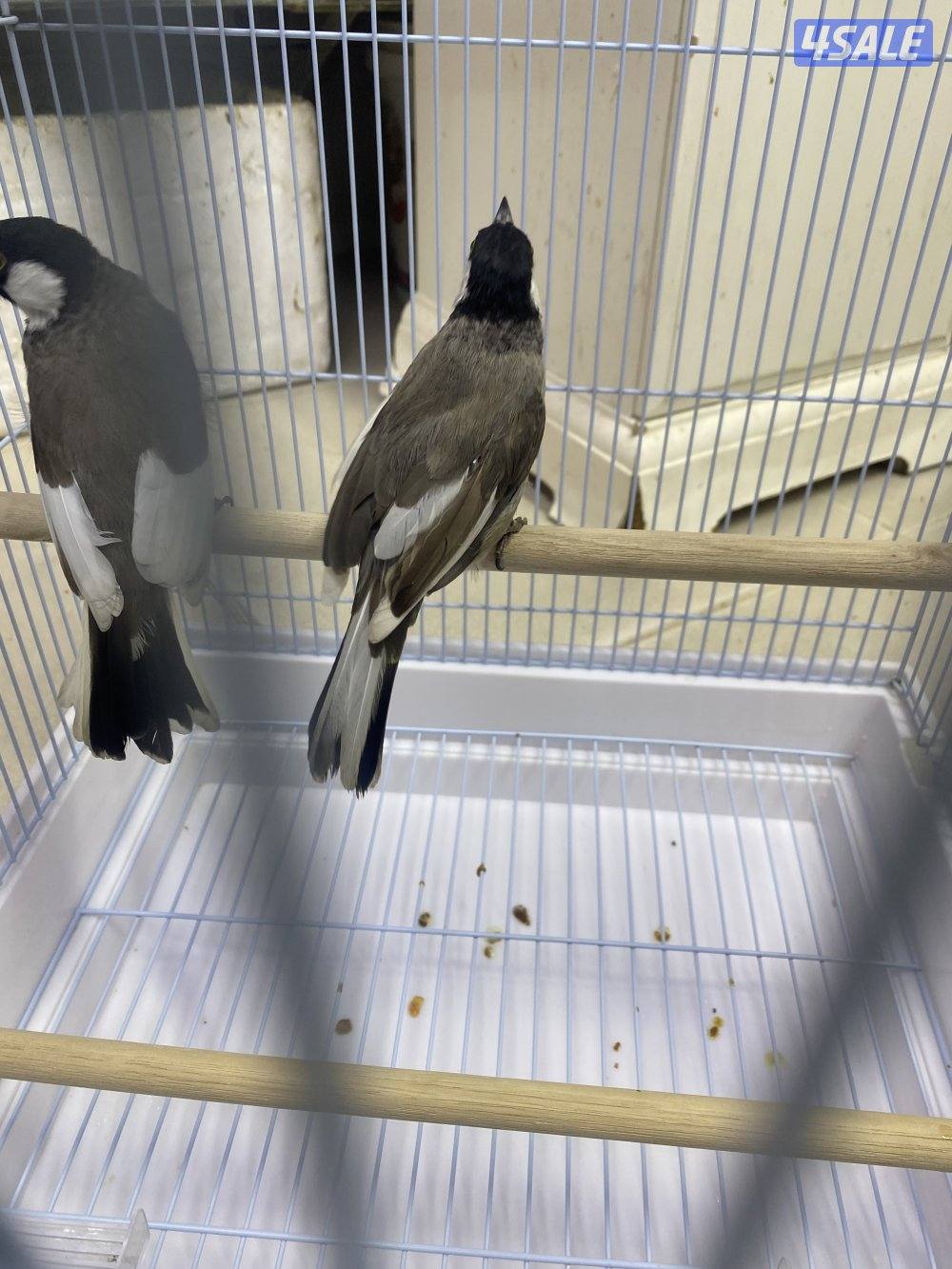 المهبوله ق2ش2100