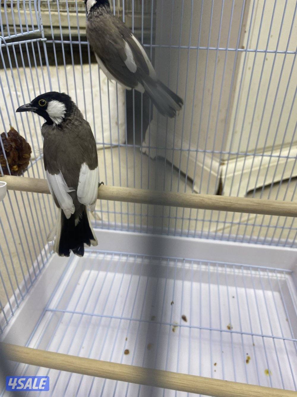 المهبوله ق2ش2101