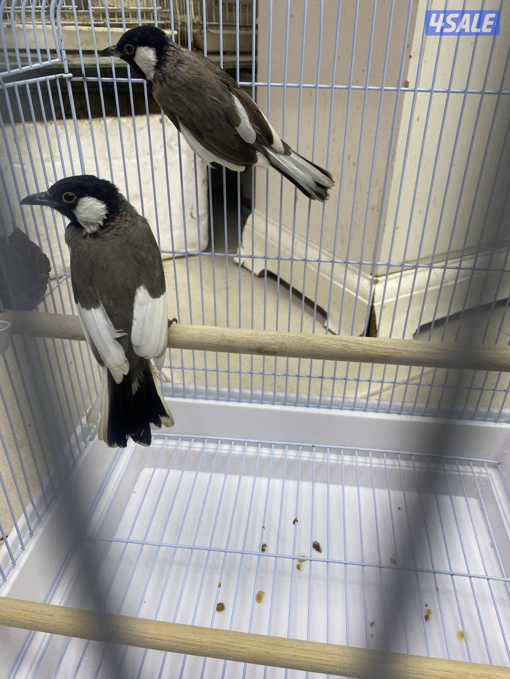 المهبوله ق2ش2102