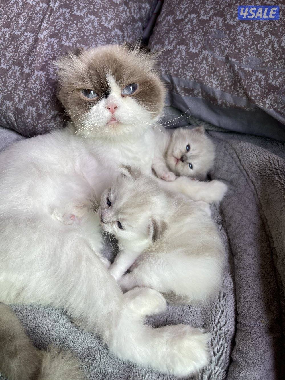 كيتن ميكس هيمالايا وسكوتش فولد للبيع0