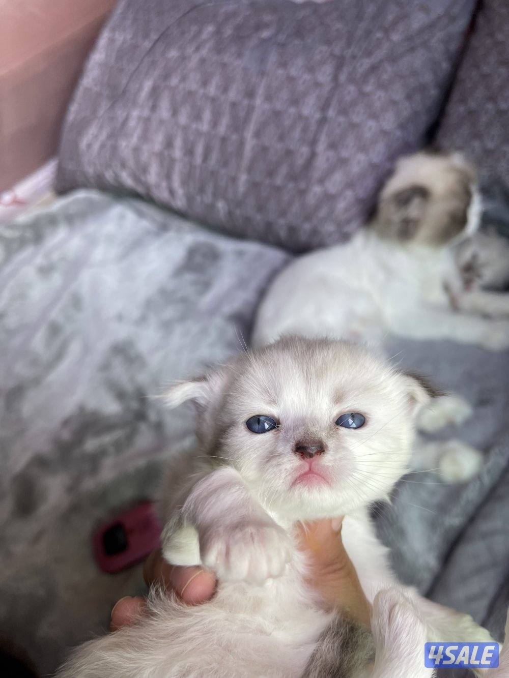 كيتن ميكس هيمالايا وسكوتش فولد للبيع1