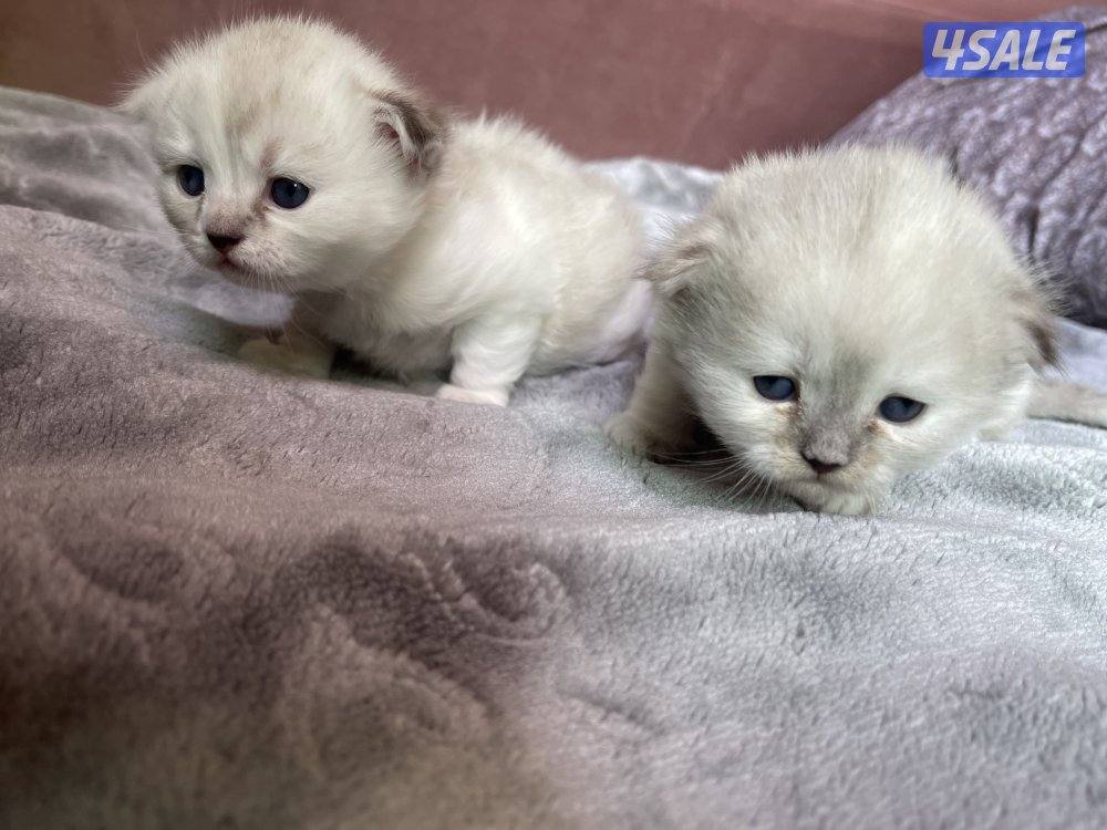 كيتن ميكس هيمالايا وسكوتش فولد للبيع2