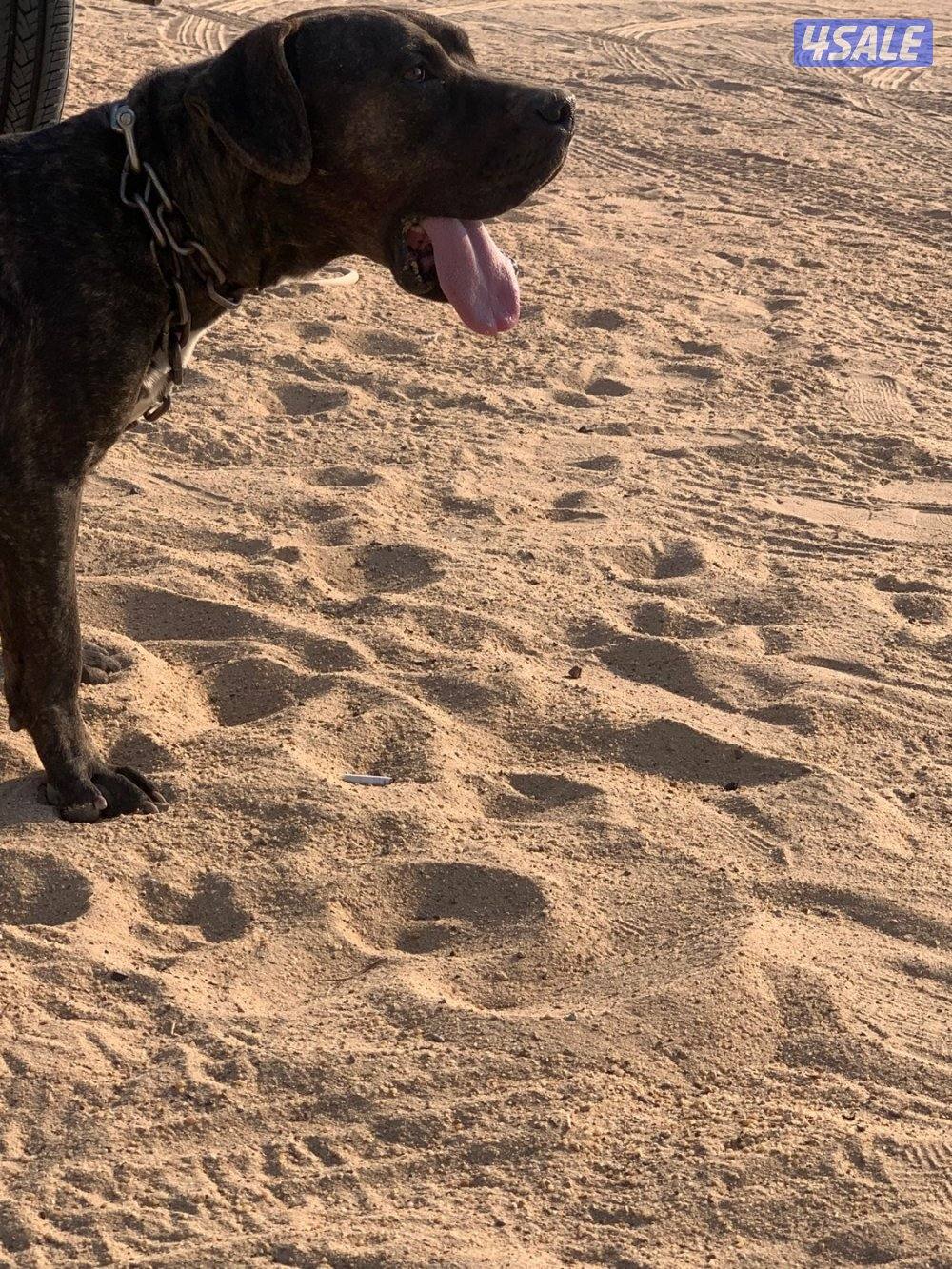 للبيع ذكر كين كورسو بيور بيعه سريعه1