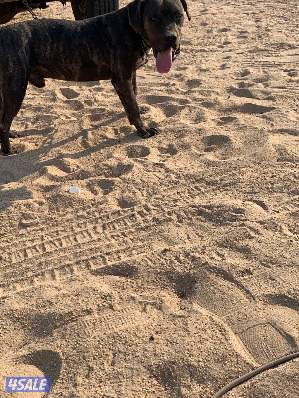 للبيع ذكر كين كورسو بيور بيعه سريعه0