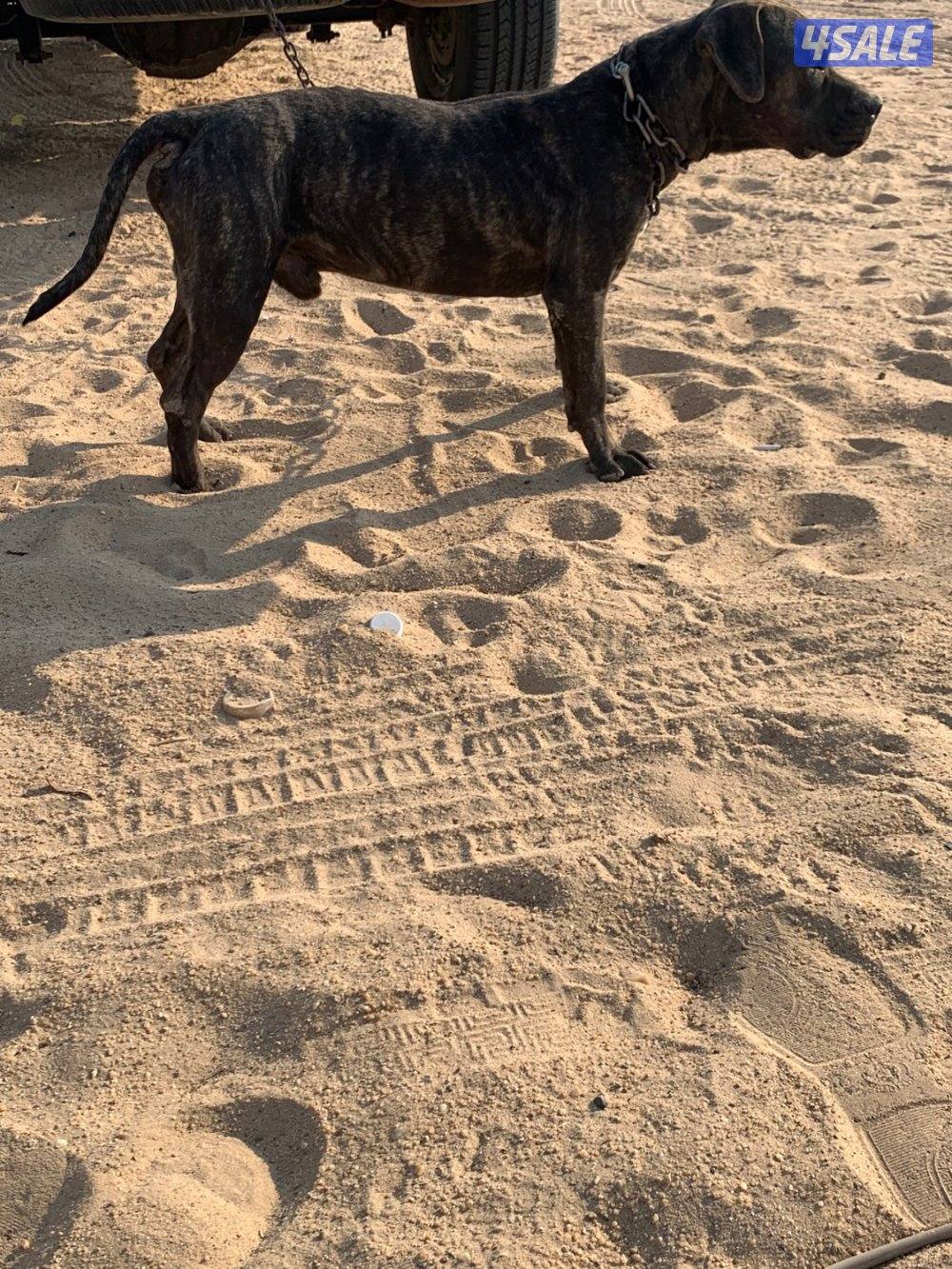 للبيع ذكر كين كورسو بيور بيعه سريعه2