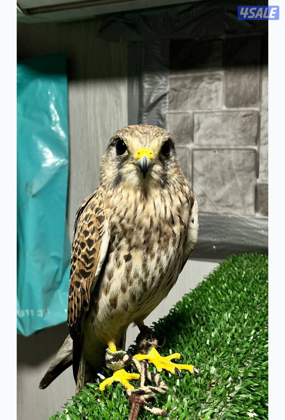 باشًًًًق …..0