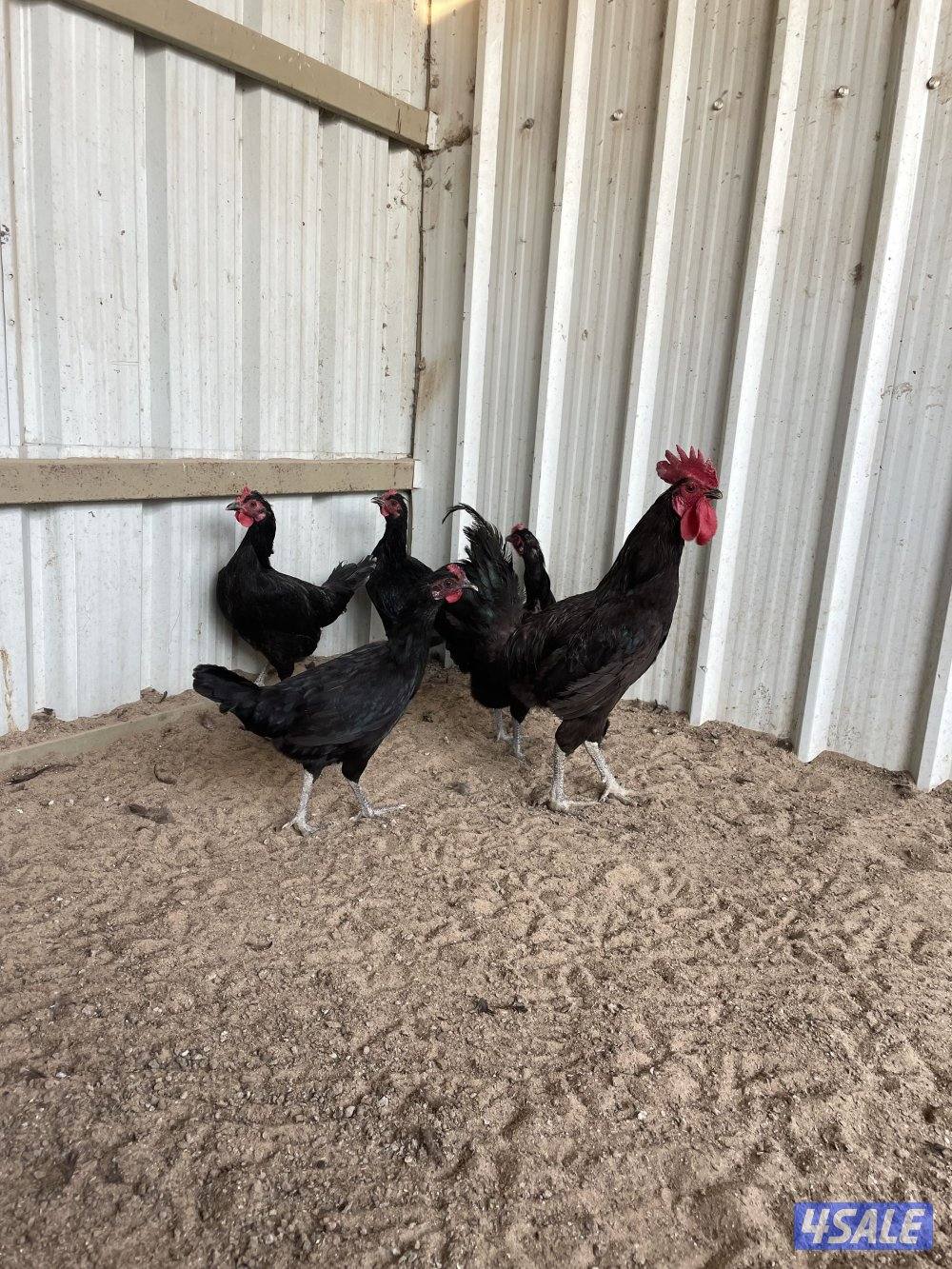 للبيع دجاج0