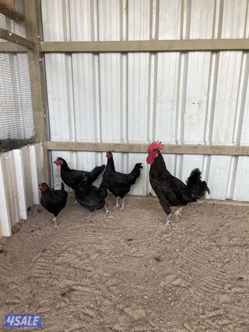 للبيع دجاج1