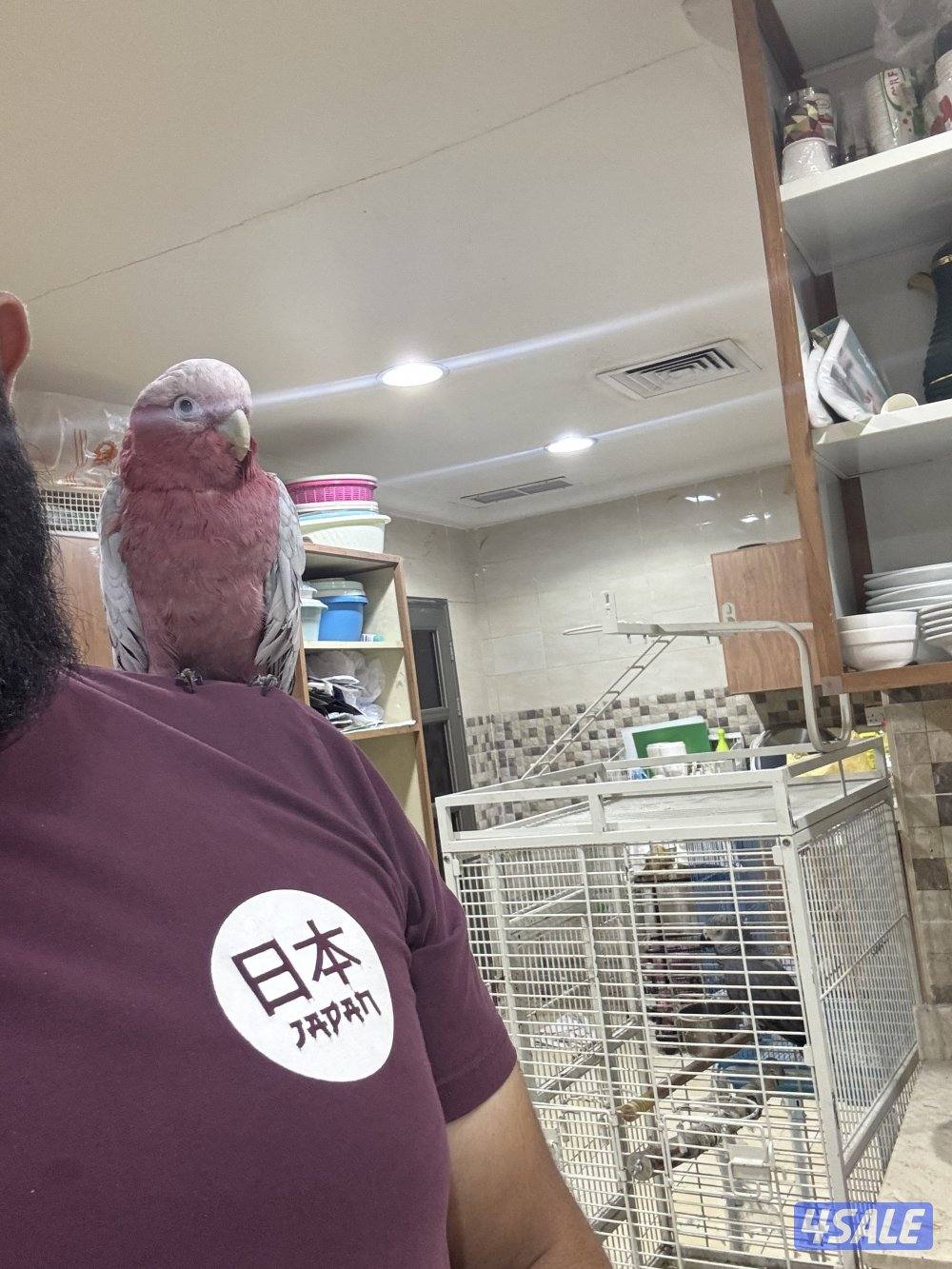 للبيع قالا0