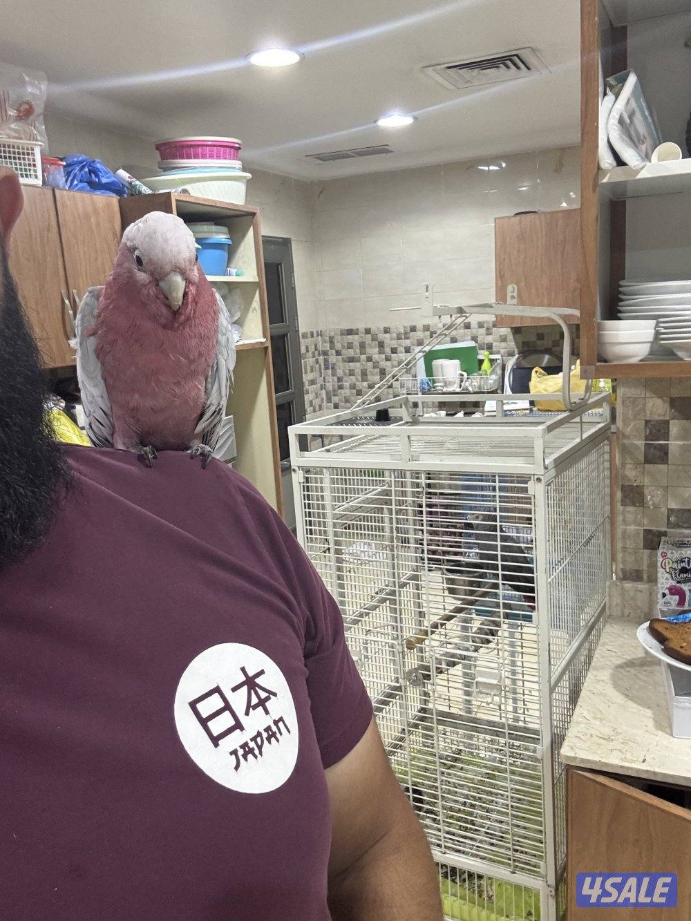 للبيع قالا1