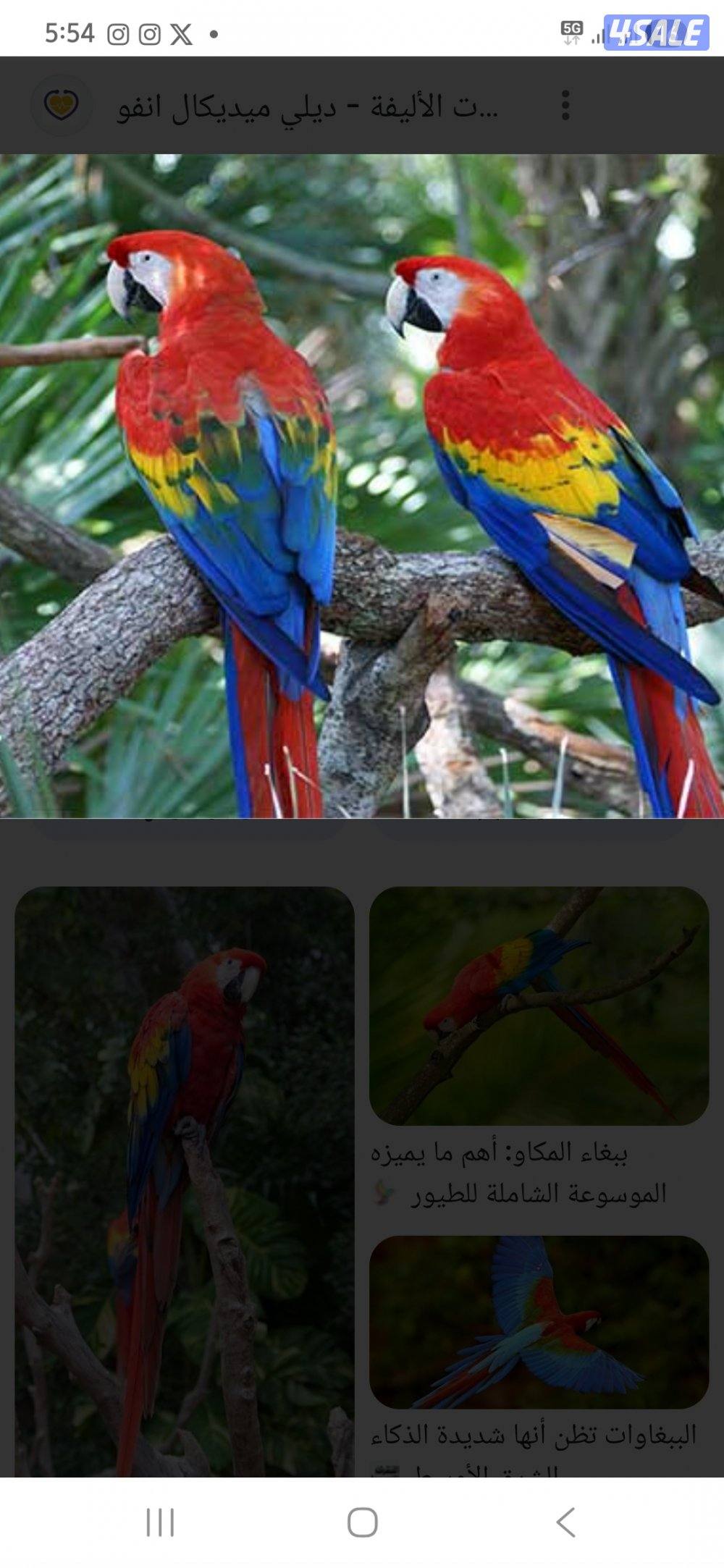 تم العثور على مكاو0