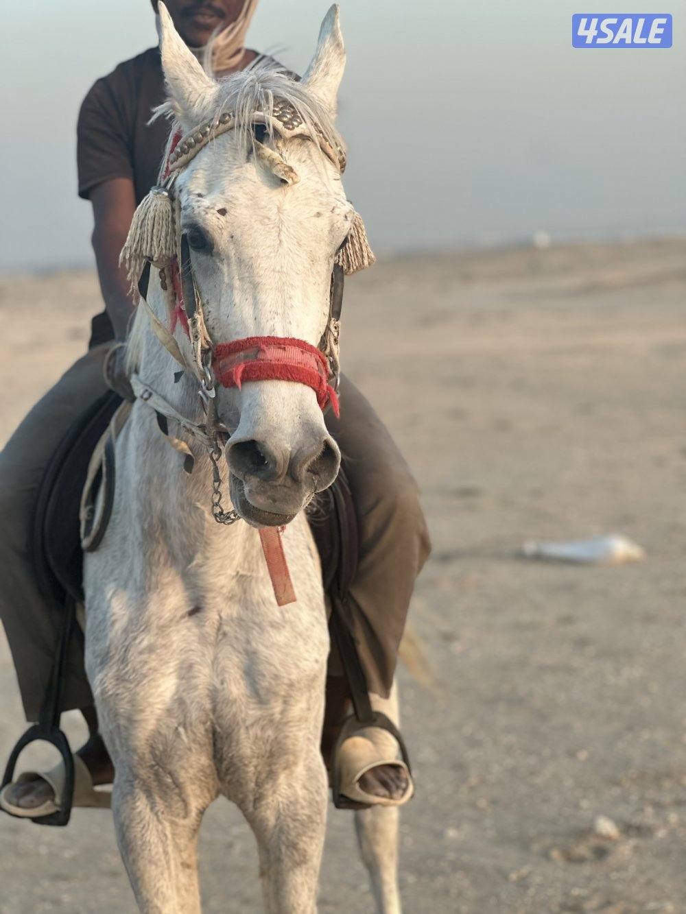 ‏للبيع حصان مصري خياله0