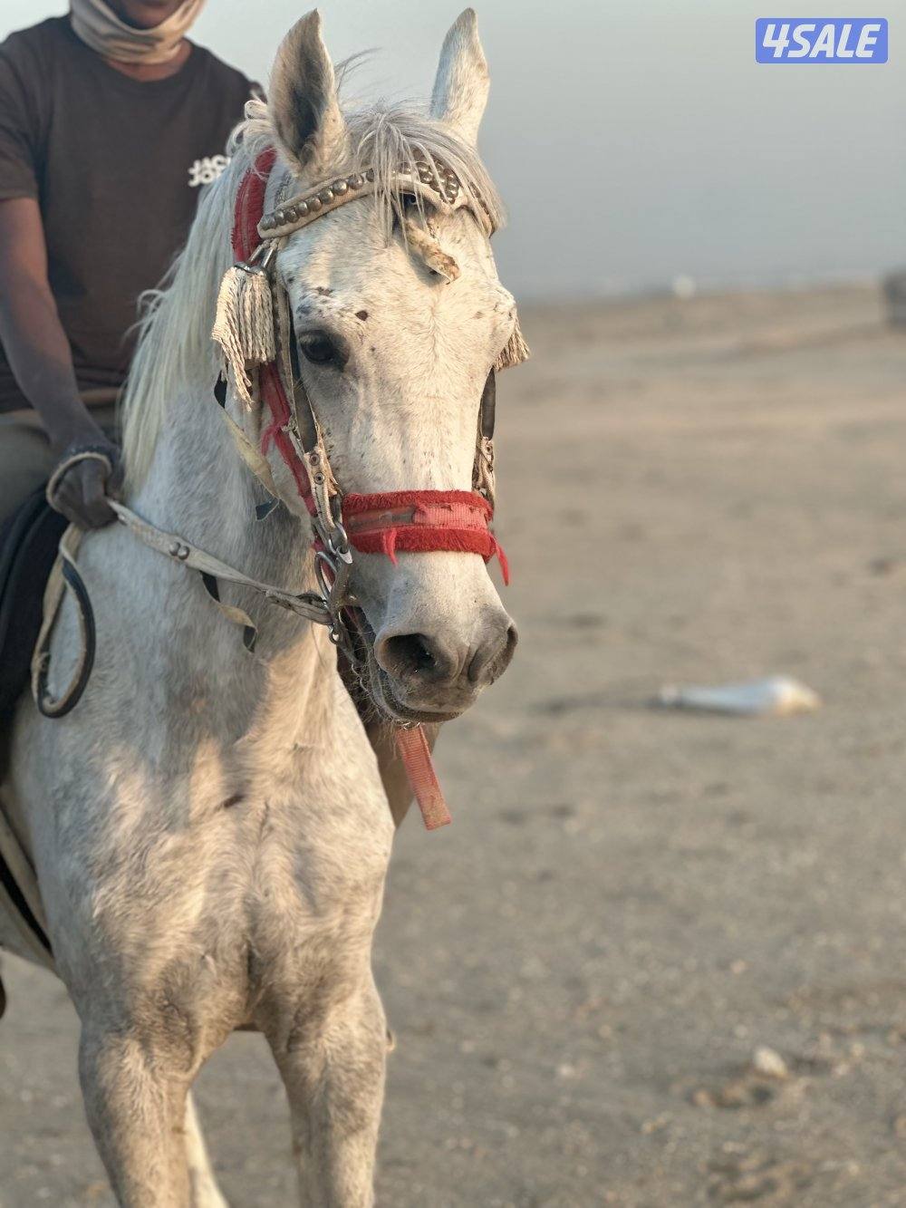 ‏للبيع حصان مصري خياله1