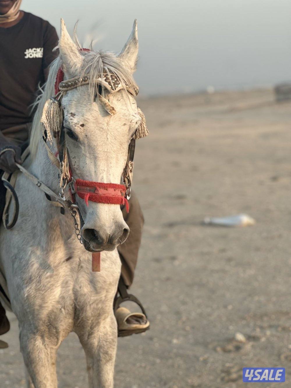 ‏للبيع حصان مصري خياله3