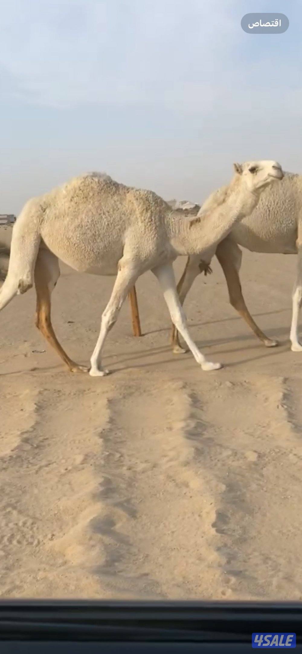 للبيع بكرا حقه وضحا0