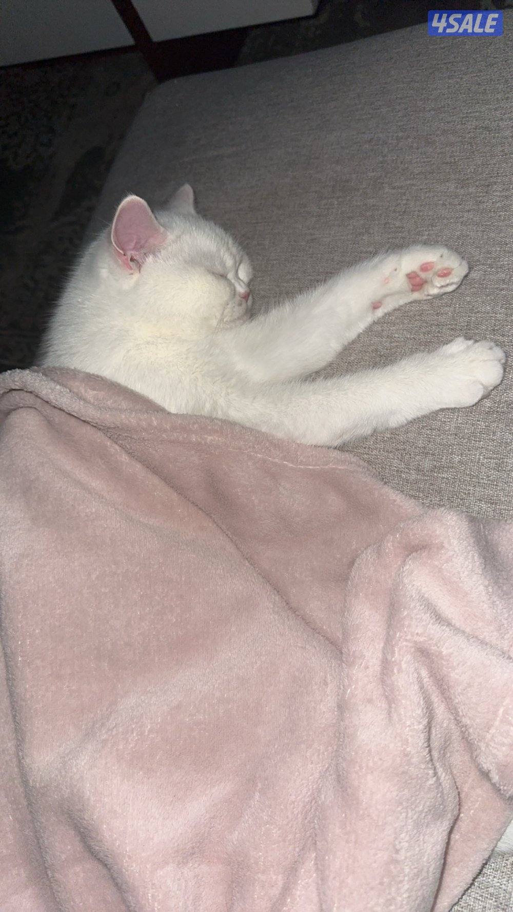 للبيع قطه شيرازي بيور مكس سكوتش0