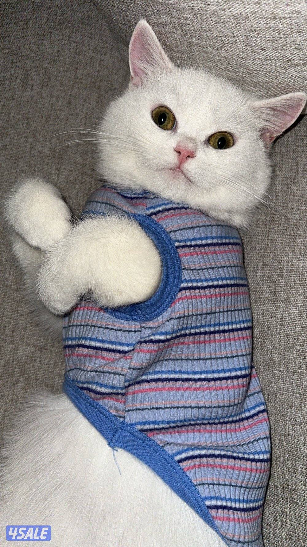 للبيع قطه شيرازي بيور مكس سكوتش1