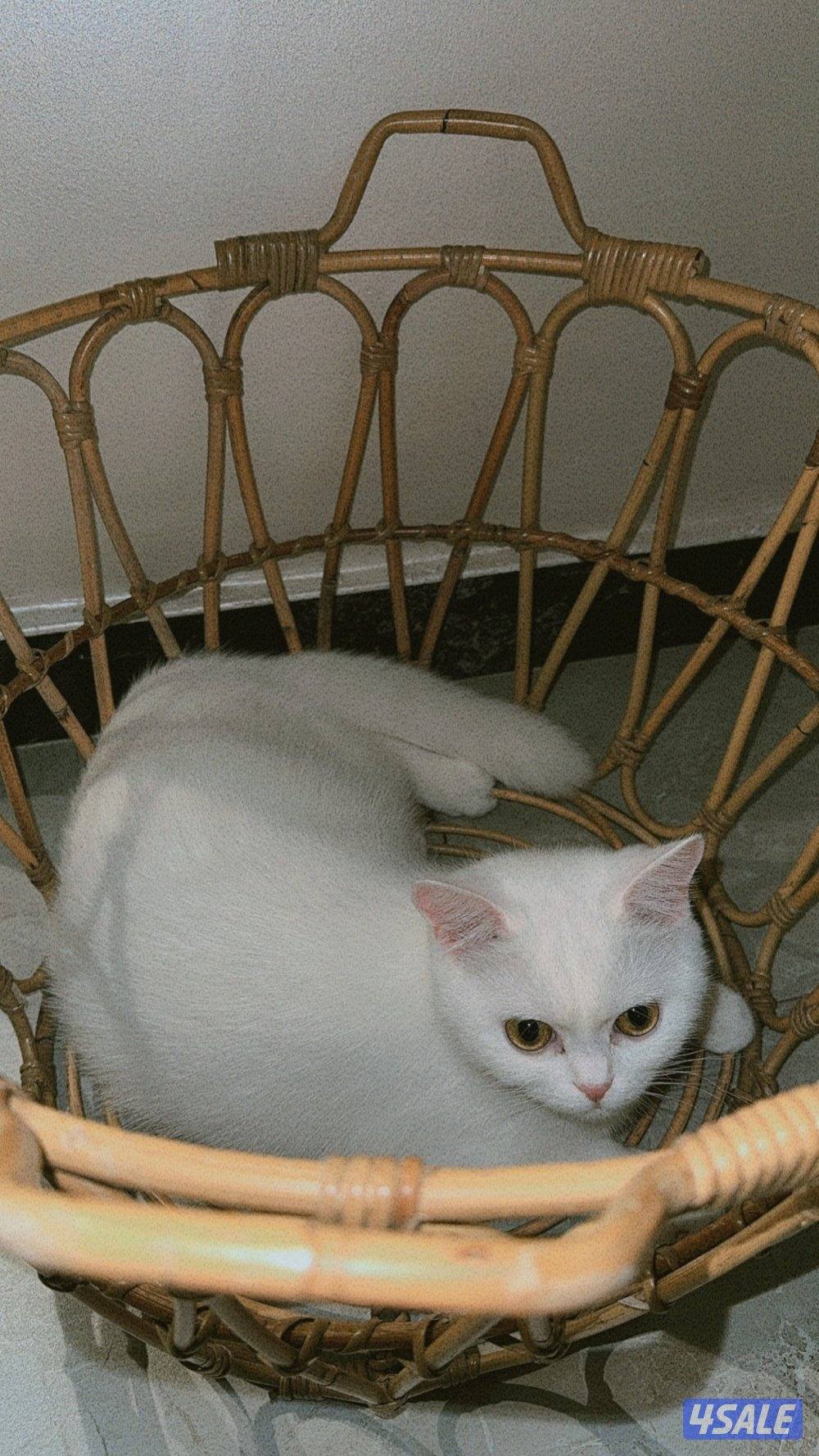 للبيع قطه شيرازي بيور مكس سكوتش2