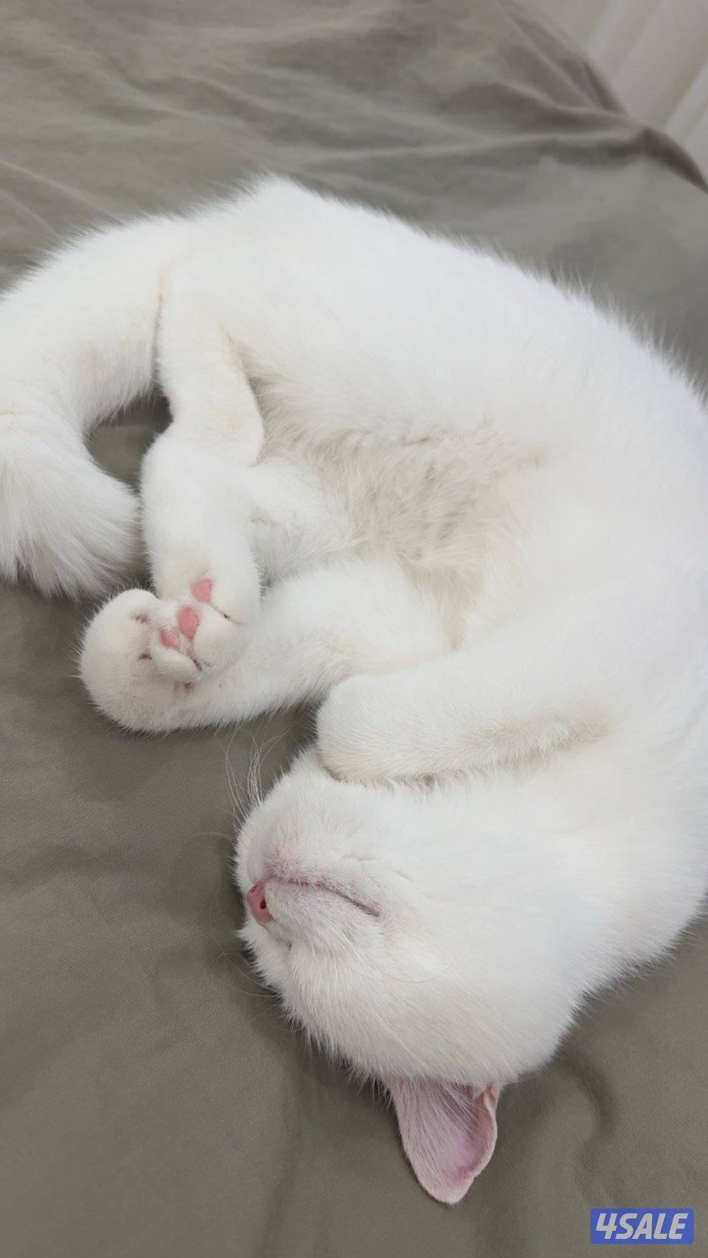 للبيع قطه شيرازي بيور مكس سكوتش4