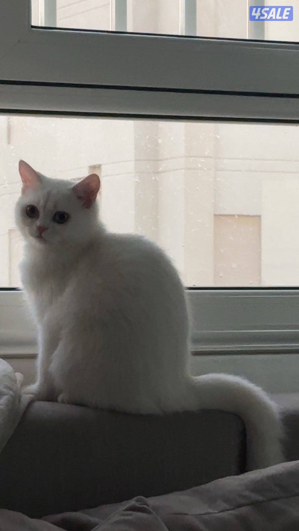 للبيع قطه شيرازي بيور مكس سكوتش3