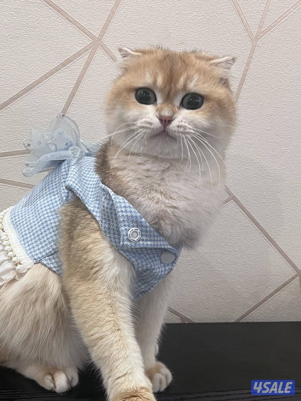 البيع قطة دلوعة مميزة منتجة1