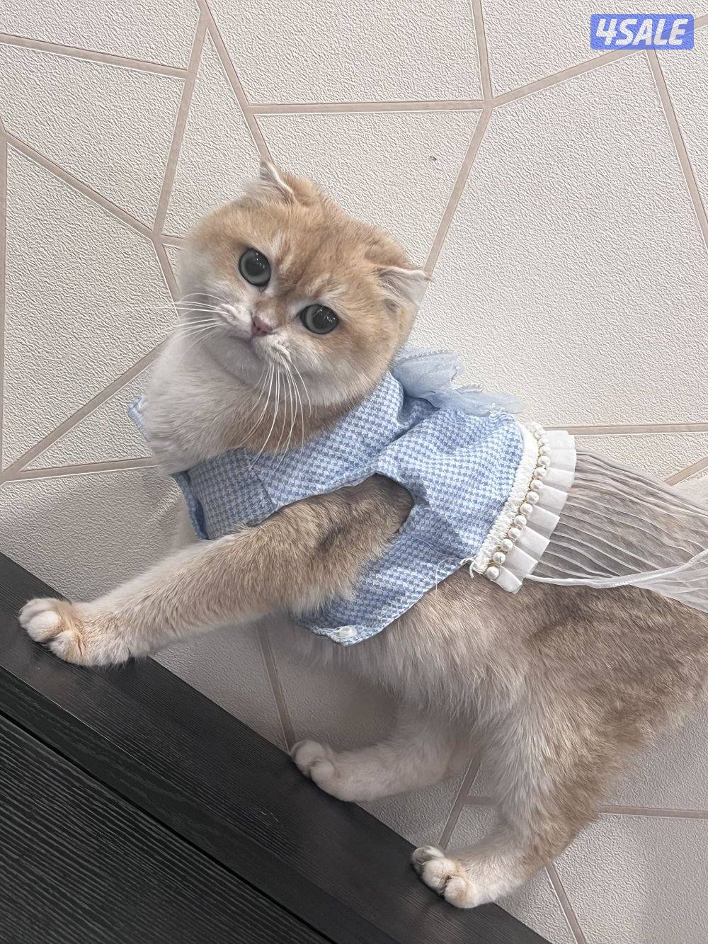 البيع قطة دلوعة مميزة منتجة2