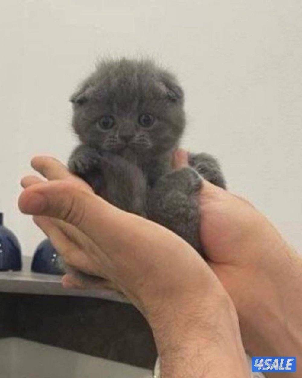 سكوتش شورت هير ،،،اقزام،،،التوصيل خلال ساعه ،،، بيووووور3