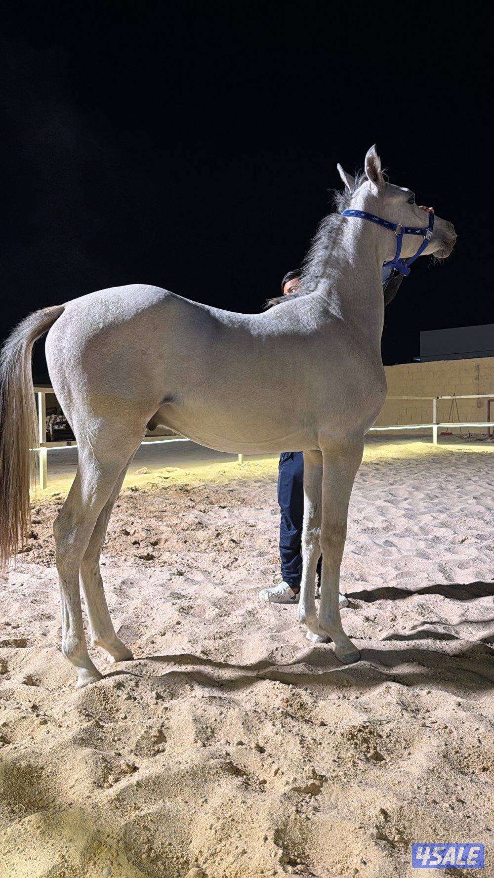 للبيع مهر مصري بيور طيب شرط السلم ارتفاعه يزود0