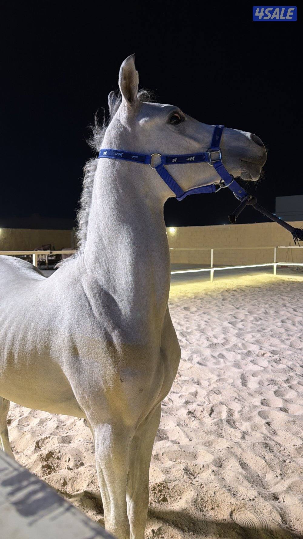 للبيع مهر مصري بيور طيب شرط السلم ارتفاعه يزود1