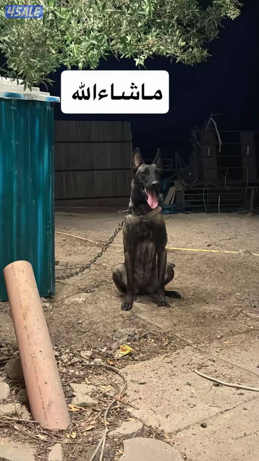 للبيع نثيه مالينو بيعه سريعه0