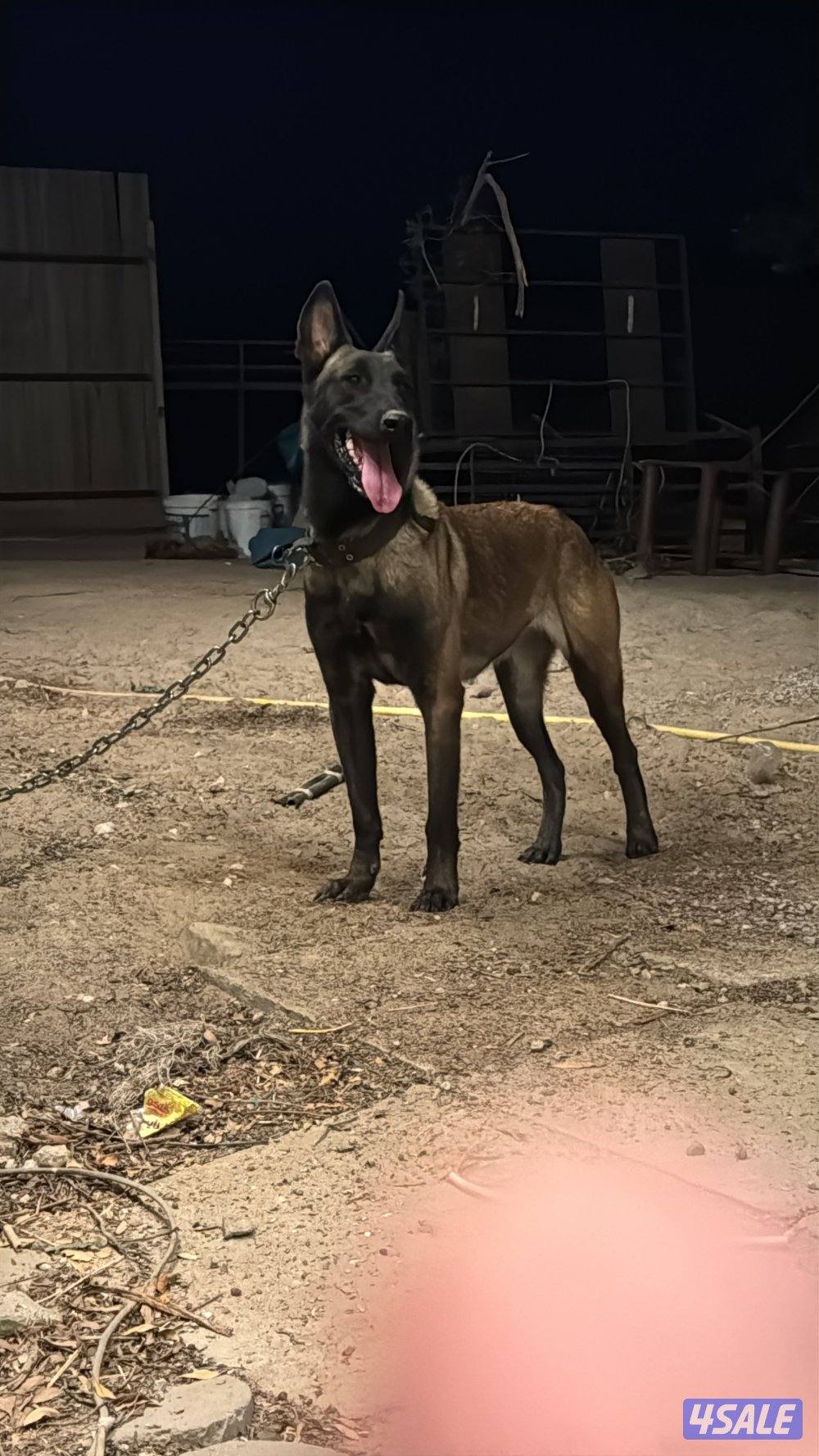 للبيع نثيه مالينو بيعه سريعه1