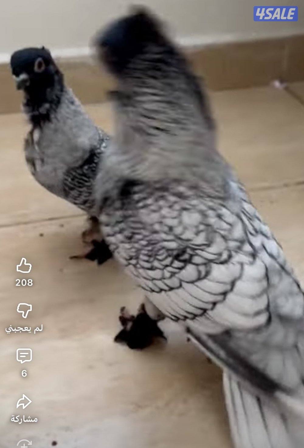 مطلوب حمام حب الرمان1