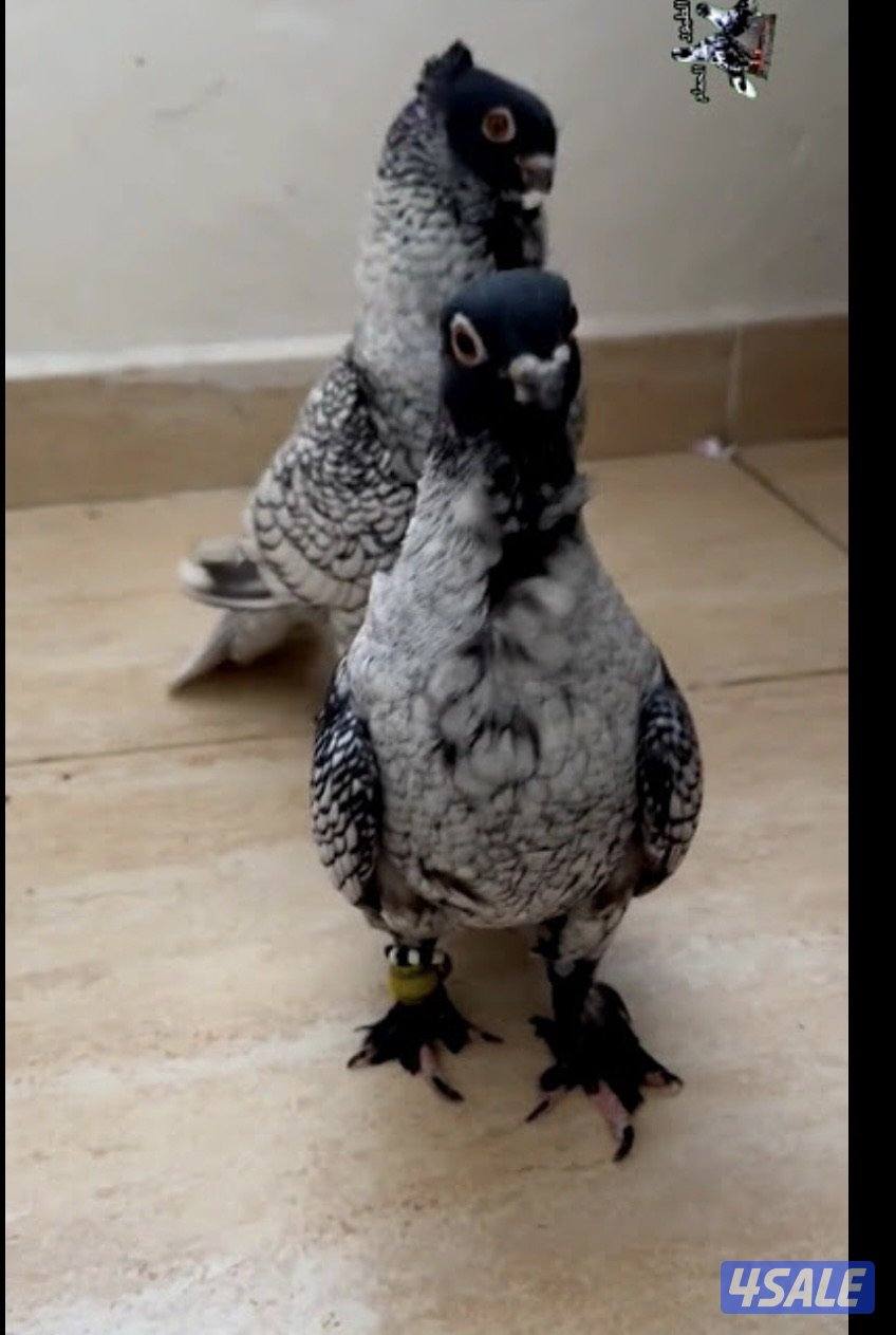 مطلوب حمام حب الرمان0