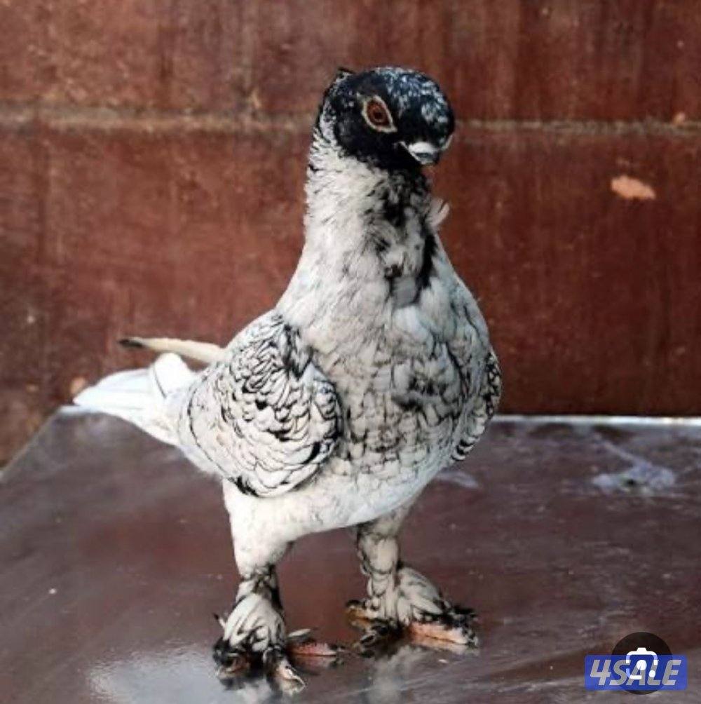 مطلوب حمام حب الرمان2