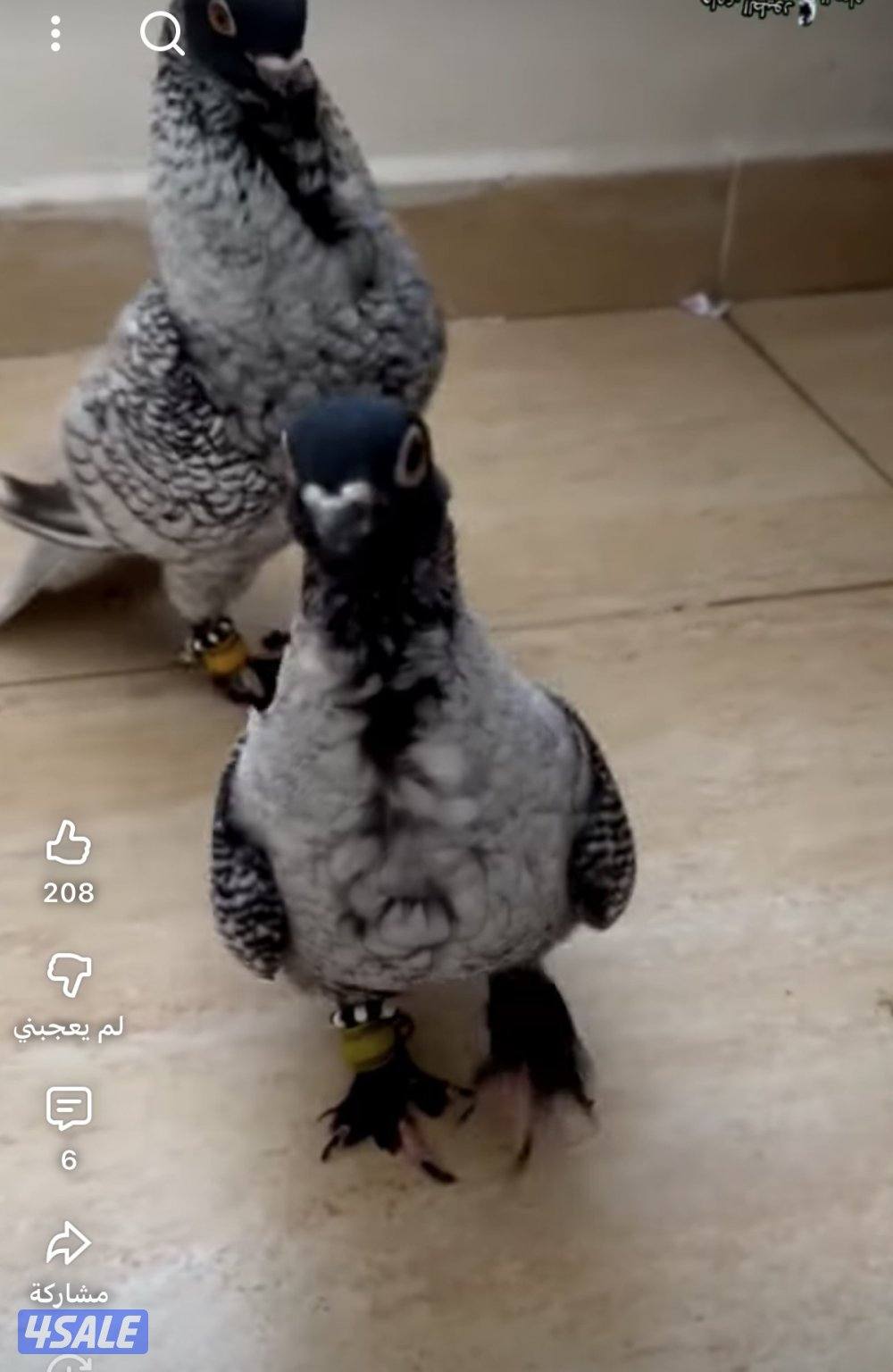 مطلوب حمام حب الرمان3