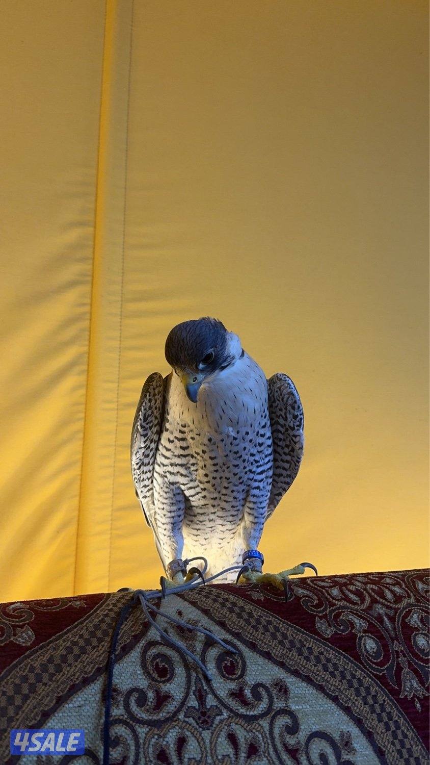 قرناس شاهين بحري1