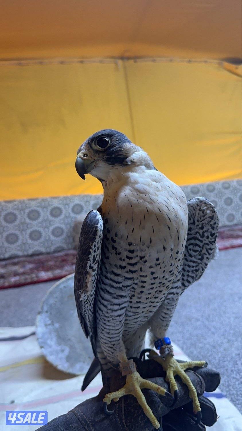 قرناس شاهين بحري2