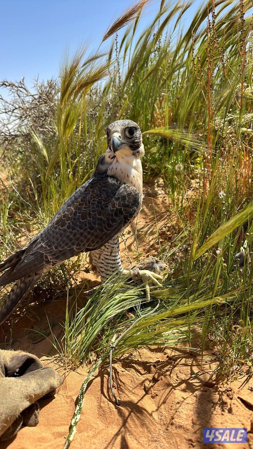 قرناس شاهين بحري3